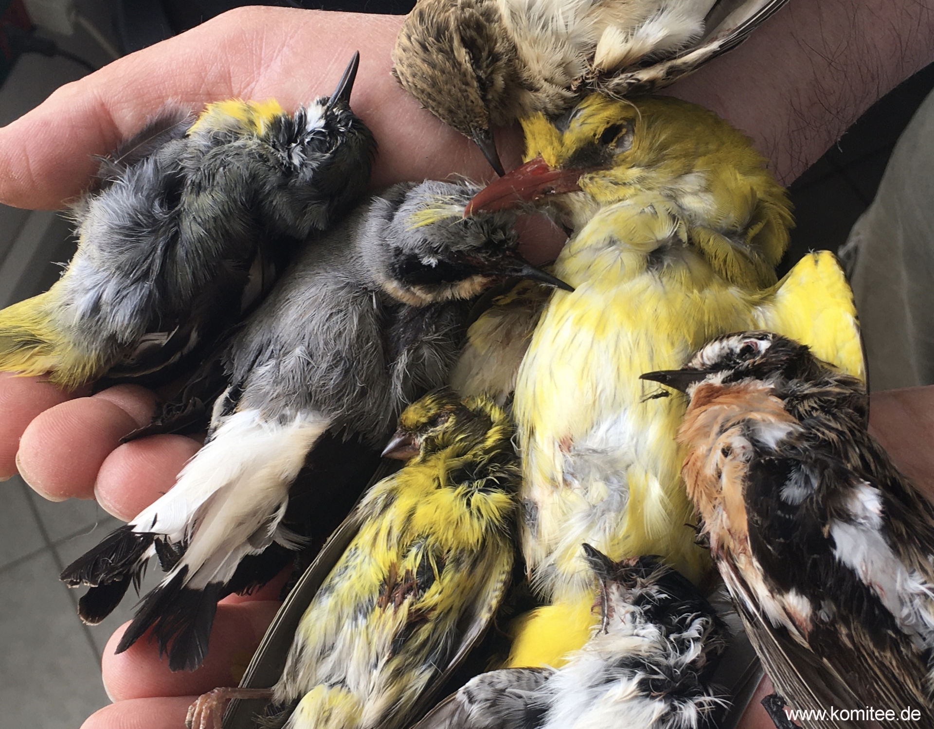 Uccelli protetti abbattuti a Ischia: stiaccino, verzellino, culbianco, rigogolo, balia nera, cutrettola