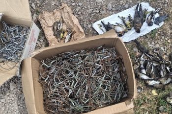 Italy: 3 poachers caught, 70 bird traps seized