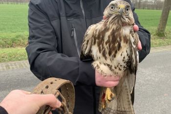 Buzzard crushed in illegal leghold trap in Münster.