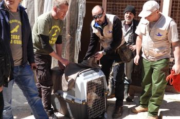 Verschollener Gänsegeier im Libanon gerettet