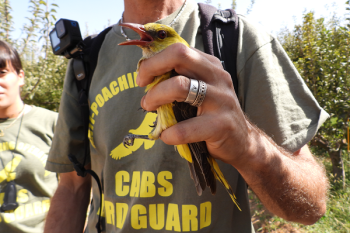 *VIDEO* Anti-Poaching work in Bekaa Valley, Lebanon.