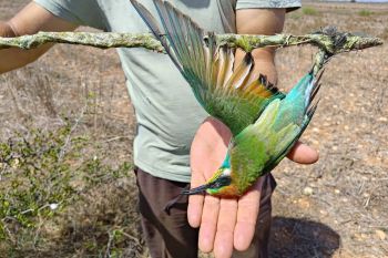 The fight against Cyprus’ illegal bird slaughter continues