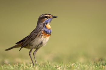 Singvögel und Vogelfallen in Niedersachsen beschlagnahmt