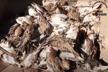 Limestick bird trappers caught in Lebanon
