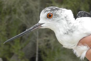 Malta: 136 protected birds confiscated!