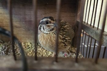 La prima metà dell'operazione primaverile a Malta