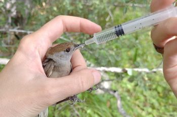 Three bird trappers caught & convicted in Cyprus