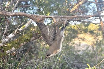Inizia il campo a Cipro, denunciati i primi bracconieri