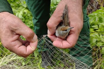 Inizia il campo primaverile antibracconaggio a Cipro