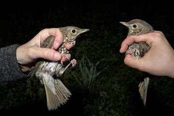 Winter bird protection camp in Cyprus complete