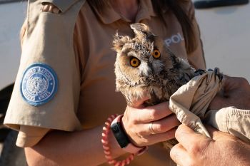 Cyprus - saving owls together with the United Nations