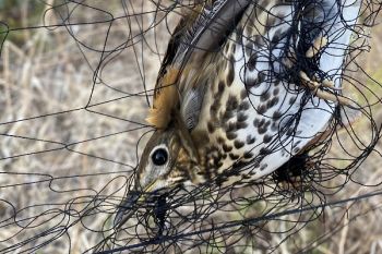 Wintercamp auf Zypern - erste Wilderer überführt