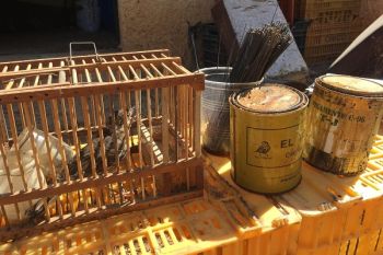 Huge bird trapping site shut down near Valencia 