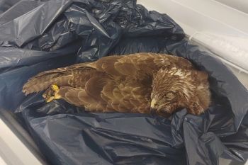 4.000 Wildtiere in der Kühltruhe - Urteil gegen bayerischen Jäger