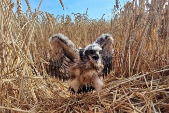 Sensational news: Successful harrier brood in the Rhineland