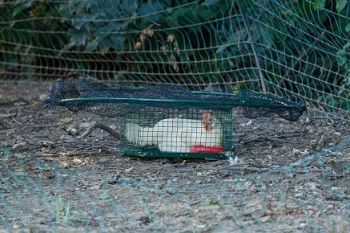 Illegale Greifvogelfalle in Baden-Württemberg entdeckt