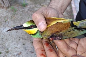 Action against migratory bird poaching on Zakynthos.