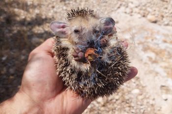 Saving wildlife from deadly ground nets in Cyprus.