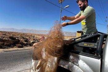 Anti-poaching raids against bird trapping ‘farms’ in Lebanon