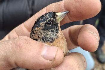 Bracconaggio e traffico illecito di uccelli selvatici in Italia