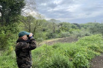 Bird protection operation on Ischia.