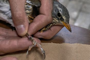 Vittoria al TAR contro la delibera pro-bracconaggio lombarda
