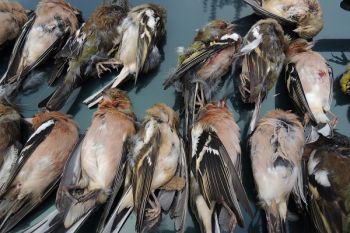 Il TAR per la Lombardia boccia la caccia in deroga