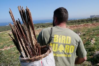 269 bacchette con il vischio sequestrate in Libano