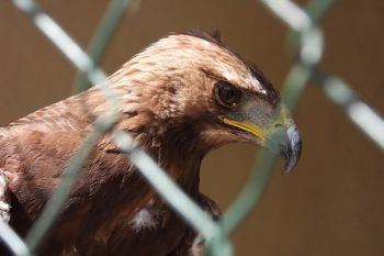 Lebanon: Golden eagle released - watch new video