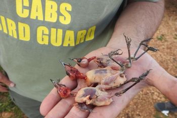 Aktionen gegen Vogelfang mit Leimruten im Libanon