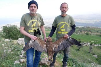 Lesser spotted eagle shot down in Lebanon