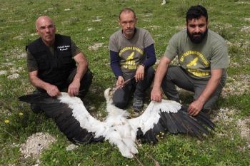 Caccia illegale alle cicogne in Libano