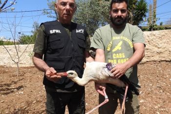 Czech stork shot down in Lebanon