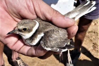Police in Malta confiscate rare waders