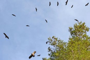 RiffReporter berichtet über Komitee-Aktionen im Libanon