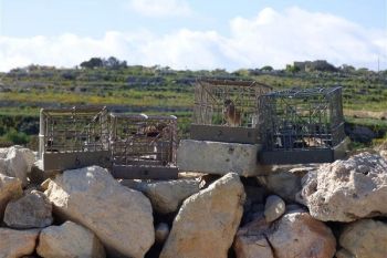 Action against illegal finch trapping in Malta and Gozo