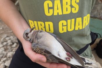 Turtle doves hunting massacre in Malta