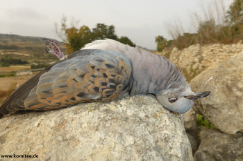Spring hunting of turtle dove in Malta