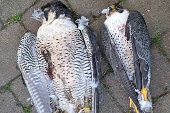 Peregrine falcon poisonings in Germany.