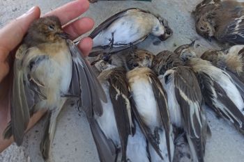 Vogelschutzcamp in Norditalien abgeschlossen