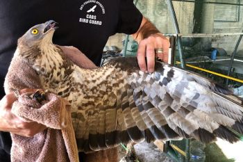 Raptor migration towards Lebanon.