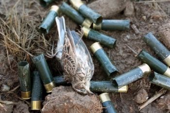 Europaweite Jagdsaison am 28. Februar beendet