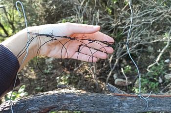 Winter bird protection camp in Sardinia has begun