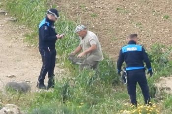 Razzia auf Malta und Gozo – Vogelfänger tritt Turmfalken tot