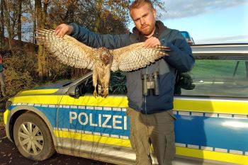 Guardiacaccia uccide un astore in Germania