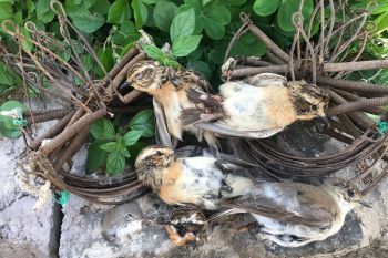 Anti-Wilderei-Einsätze in Süditalien beendet