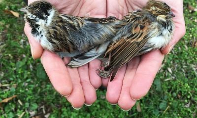 Reed Buntings Italy