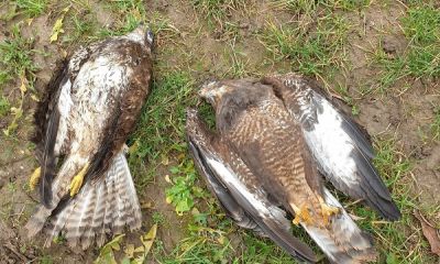 germany poisoned buzzards