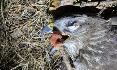 Poisoned Buzzard Bavaria