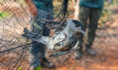 cyprus net blackcap